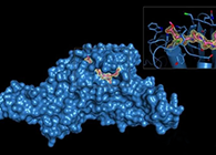 Science重磅！一种“分子剪刀”如何成为COVID-19药物的重要靶标？