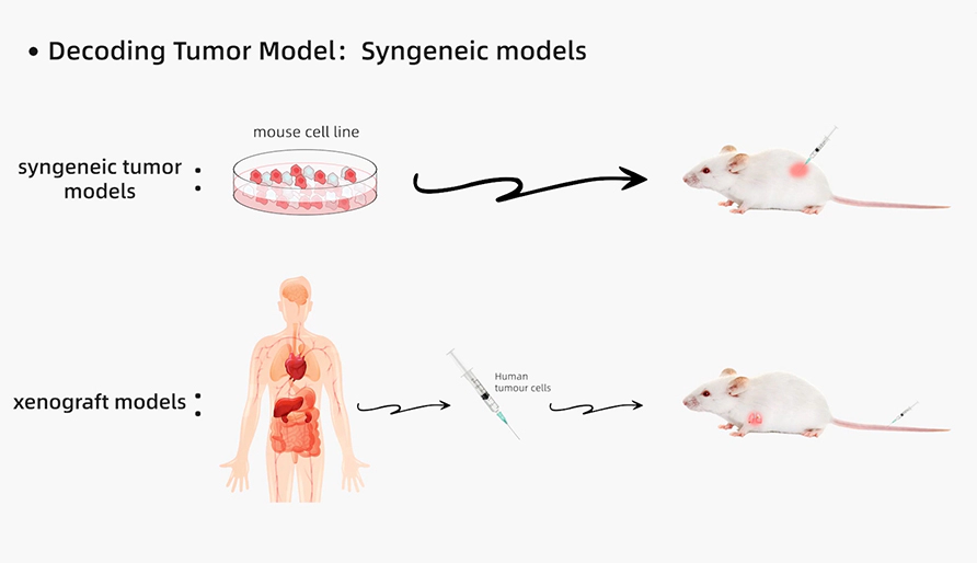 解码肿瘤模型研究：同源肿瘤移植模型