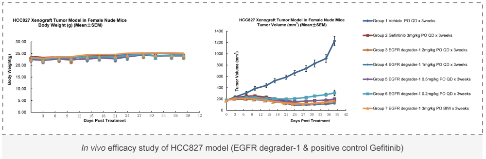 In vivo efficacy study of HCC827 model (EGFR degrader-1 & positive control Gefitinib).webp