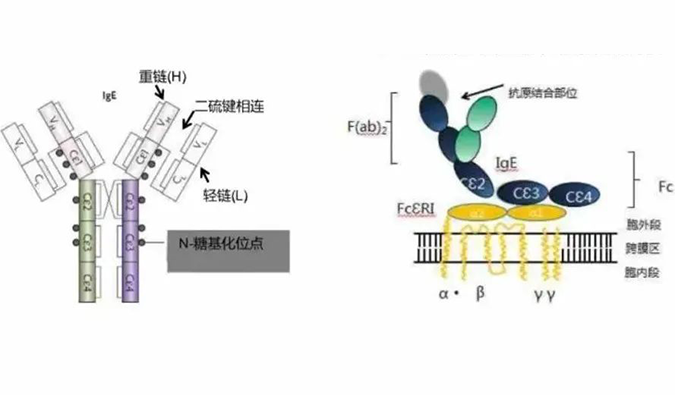 FG电子助力 | 济民可信lgE抗体药物JYB1904获批临床