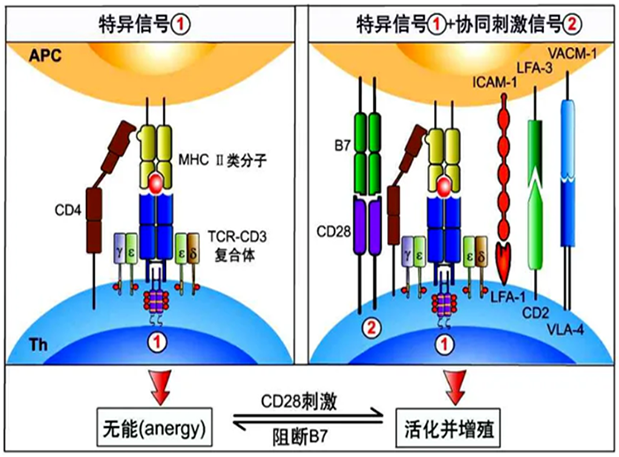 FG电子助力 | 国内CD19×CD3×CD28三特异性抗体获FDA默示许可