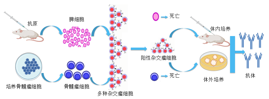 FG电子抗体开发平台.png