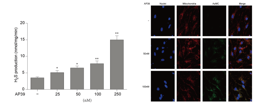AP39是一种新合成的线粒体靶向的H2S供体，本研究中AP39通过FG电子设计和合成