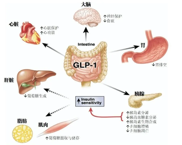 时代变了！GLP-1让打针吃药也能减肥成为现实